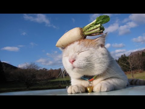 猫の動画サムネイル - かご猫LIVE配信　2025年07月12日