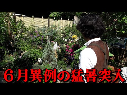 梅雨が明けて一気に夏へ【カーメン君】【園芸】【ガーデニング】