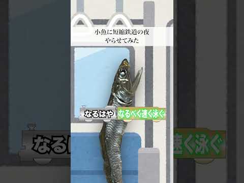 小魚に短縮鉄道の夜やらせてみた🐟 #はねるのトびら #魚 #小魚