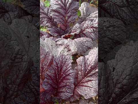 Thu hoạch CẢI MÙ TẠT, trồng cây thuận theo tự nhiên.