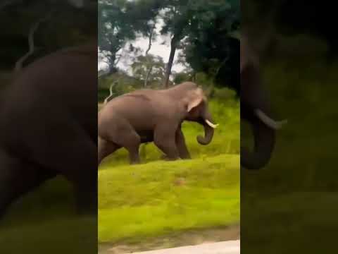 #nature #elephantattack #wildlife #travel #youtubeshorts