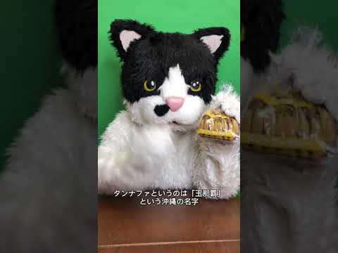 むぎ(猫)「沖縄こんちくわシリーズvol.1タンナファクルー」