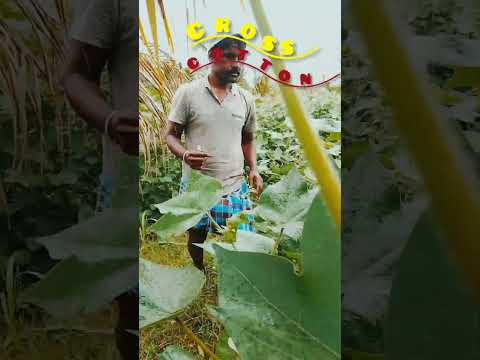 viral videos #farming #kantarachapter1 #cottoncultivation #farming #cosscotton