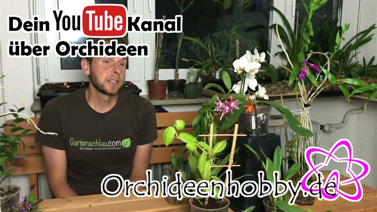 Wie Gieße Ich Im Winter Meine In Colomi Gepflanzten Orchideen