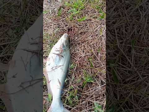 Mưa bão hok đi câu đăng video củ chi đở buồn #fishingmientay #fishing #shorts