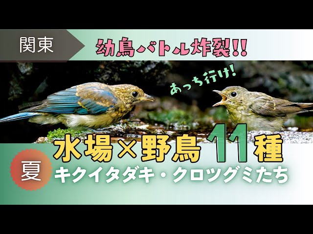 避暑地にある夏の水場です。キクイタダキやクロツグミなどの水浴びや羽繕いの様子。場所取り争いなど、懸命に生きる野鳥達の素顔を観察しました。

〈目次〉
00:17 今回の内容ざっくり紹介
01:34 水場へ｜クロツグミのさえずり
02:12 キビタキ｜若鳥かな？可愛い水浴び
03:18 オオルリ｜幼鳥が降りてくる
03:48 ★オオルリとキビタキ｜場所取りバトル
04:25 ★オオルリ｜若鳥かな？水浴びと羽繕い
05:00 ★エナガ｜群れで枝から水場へ
06:37 エナガ・コガラ・シジュウカラ・メジロ｜水場が賑やかに
07:08 シジュウカラ｜人気の場所へ行けず
07:23 ★ヤマガラ｜幼鳥。気が強い個体
07:43 ★ヤマガラ｜幼鳥。メジロに文句を言う
07:52 ★ヤマガラ｜幼鳥。キビタキ幼鳥を追い出す
08:31 メジロ｜伸び伸びと水浴び
08:43 水場は大混雑！！
09:11 ★キクイタダキ｜他の野鳥と一緒に水浴び
10:20 センダイムシクイ｜一瞬だけ水場に降りる
10:36 シジュウカラ｜幼鳥の可愛さをじっくり
11:12 キビタキ｜水浴びと他の個体との羽毛の違い
12:14 ヒガラとシジュウカラ｜幼鳥たち仲良し水浴び
12:40 下の水場へ
12:45 キビタキ｜幼鳥が地面で水浴び
12:50 ★クロツグミ｜成鳥とメス（幼鳥）
13:19 ★まとめ
13:33 次回予告

動画をご覧いただき有難うございます
チャンネル登録・高評価をしていただくと励みになります😊

〈チャンネル登録はこちら↓〉

<a rel=