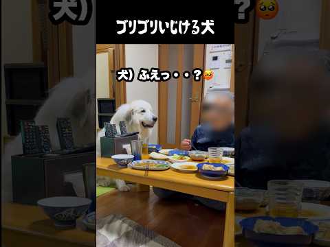 わかりやすくいじける愛犬 #greatpyrenees #犬のいる生活 #大型犬のいる生活 #大型犬 #大型犬と暮らす #グレートピレニーズ #癒し #愛犬 #可愛い