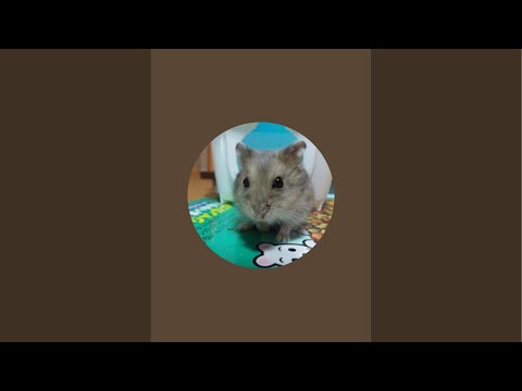 【とある男の冬の朝自習室】~8:50まで頑張りましょう！(study with me) ※あけましておめでとうございます🐴