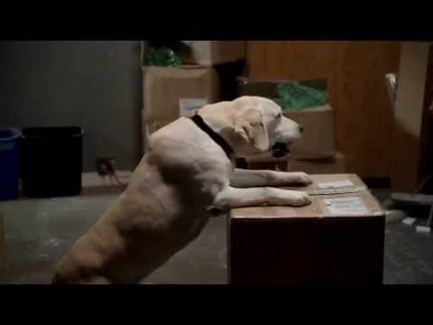 The Dog Who Saved Summer'