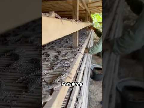 Você sabia que existem FAZENDAS de lagartixas na China? #natureza #curiosidades #mundoanimal