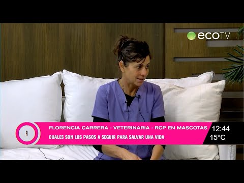 Mascotas: maniobras de RCP para perros y gatos