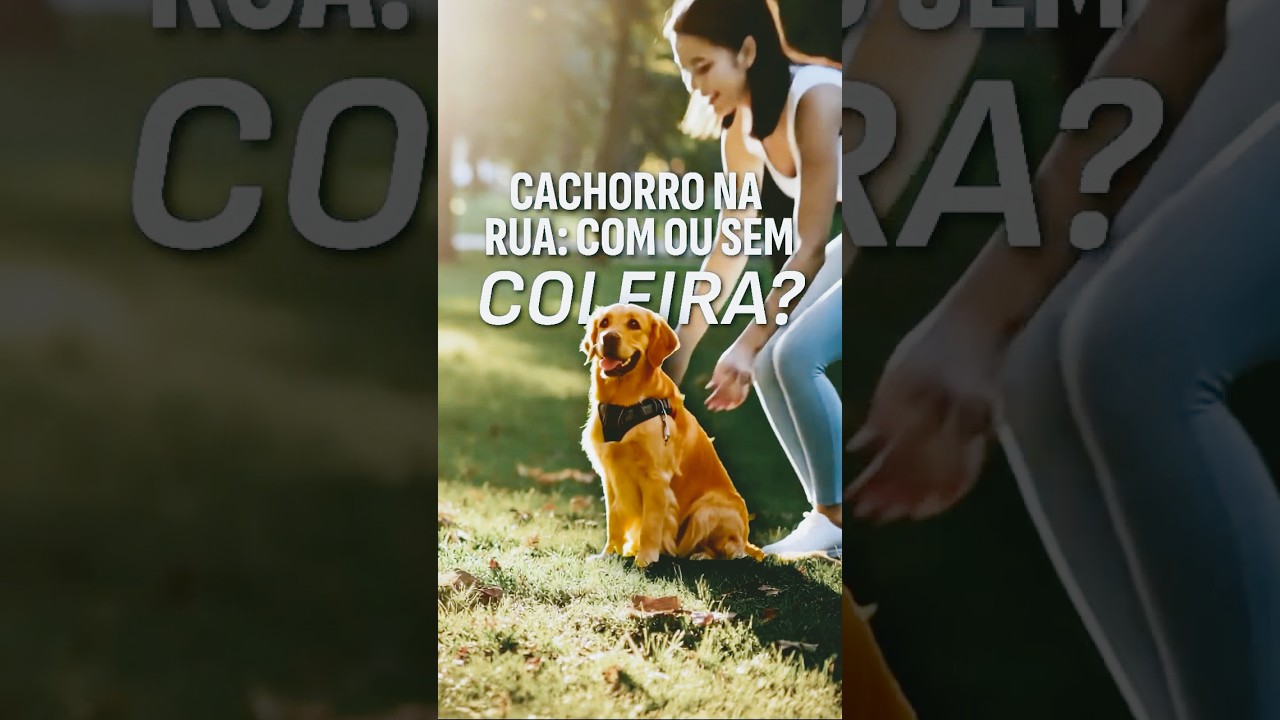 Cachorro na rua com ou sem coleira O que diz a lei veja vídeo