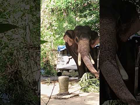 പട്ട വലിച്ചു കീറുന്നത് കണ്ടോ 😱😱#shortsfeed #shorts #viral #subscribe