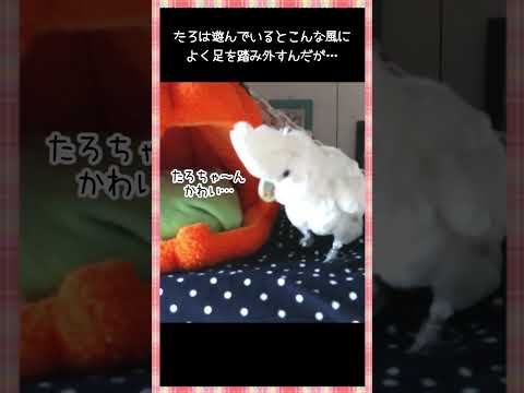 ちょっとどんくさい所があるオウムのたろちゃん　Taro the cockatoo is a bit clumsy  #オウム  #cockatoo