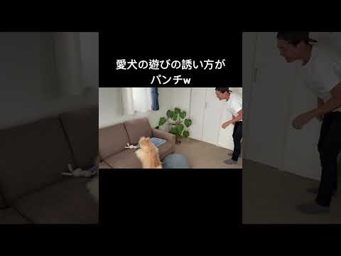 愛犬の遊びの誘い方がパンチ！