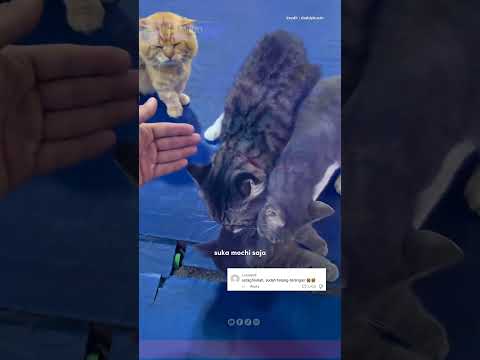 Kasihan Kawan Tu kena gomol Ramai2 😂#pecintahaiwan #trendingmalaysia #lucu #kucing