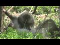 Snow Monkeys Grooming at the Born Free USA Primate Sanctuary