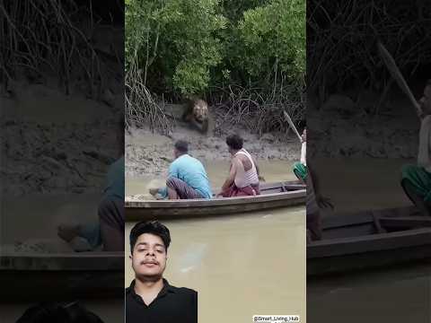 Duckling saves seriously injured cat 🐈 #DuckRescue #CuteAnimal #AnimalRescue