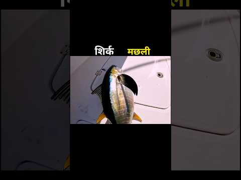 सिल्क मछली 😱 #aivideo #fishing #fascinatinginformation #amazingfacts #fishinglife #youtubeshorts