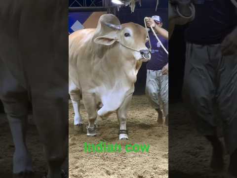 🐄 Desi Cow Love 🐮 | Cute Cow & Calf Video | Village Life Shorts