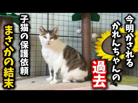 猫の動画サムネイル - 子猫を保護しに行ったら…まさかの出来事に遭遇しました