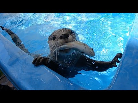 大きめフナと泳ぎバトルで白熱するカワウソ！！ An otter gets into a heated swimming battle with a large crucian carp!