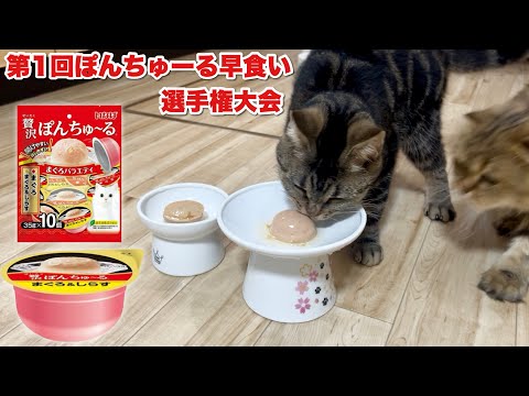 猫による第1回ぽんちゅーる早食い選手権大会