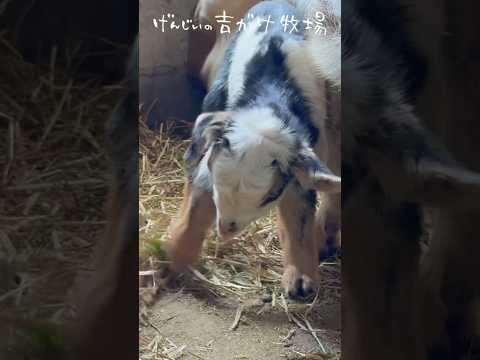 【生後1日】穴掘り赤ちゃんヤギ　#goat