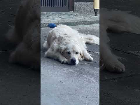 走り回って疲れ果てました。