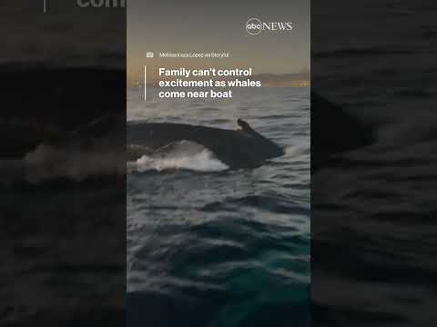 Family can't control excitement as whales come near boat | ABC News