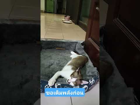 เล่นจนหมดแรง#ขอเติมแรงก่อนเดี๋ยวซนต่อ😹