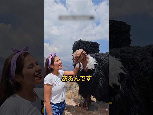 この巨大な鳥はお金を要求してくるかもしれません