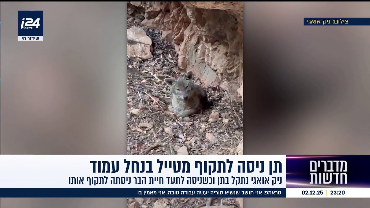 המגן הטלפוני: תן ניסה לתקוף מטייל והוא כתגובה הדף אותו עם הנייד