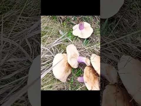 Андрюша грибник 👍 #грибы #mushroom #shorts