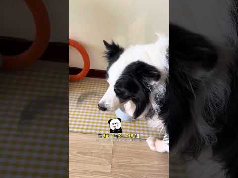 狗:你做个人吧 #我和我的狗 #边牧 #家有狗精 #铲屎官的乐趣