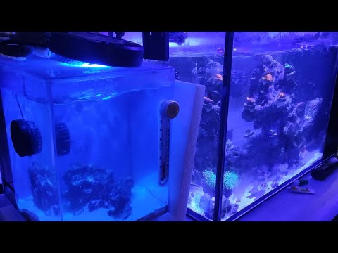 WILL I BE ABLE TO REMOVE THE KENYA CORAL FROM MY N HI REEFER NERD. THANK YOU FOR BEING HERE. MUCH LOVE... SUBSCRIBE FOR MORE CONTENT AND CHECK OUT MY C