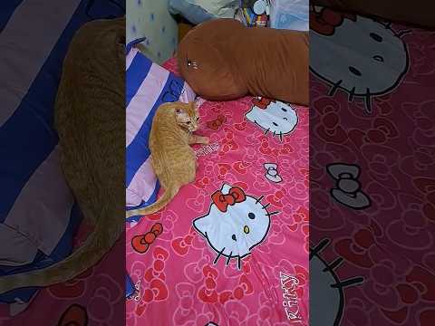 #cutecat #cute #funnycats #cat #music #love #song #duet #gsds #nizamkucinglucu