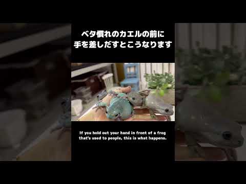 カエルって実は結構人に慣れてくれるので、手を差し出すとみんな乗ってきてくれます。わらわら出てくる。笑 #カエル #frog #cuteanimals #animals