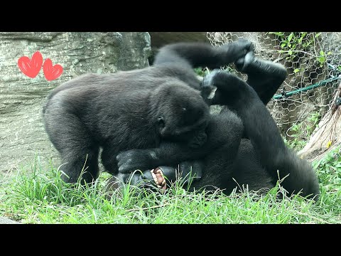 台北動物園の金剛猩猩RingoとTayariのかわいい遊び風景 サムネイル