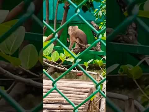 #monky#gorilla#chimpanzee#ape#