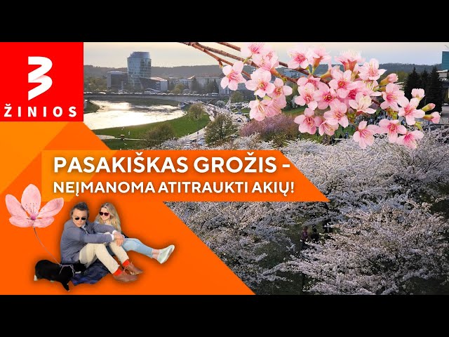Pavasaris atėjo su trenksmu: iki 26 laipsnių šilumos ir žiedais apsipylęs Vilnius