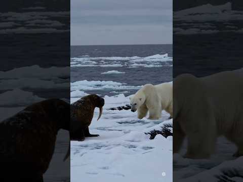 북극곰 vs 바다코끼리, 얼음 위 최후의 결투 | Polar Bear vs Walrus: Final Showdown on Ice