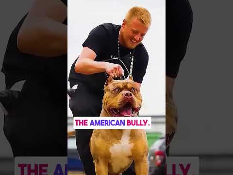 American Bully Vs Akita Inu - Who's gonna win?