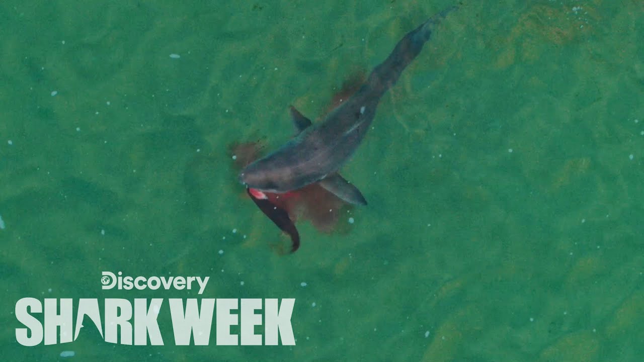 Drone Spots Shark Hunting Seal | Shark Week