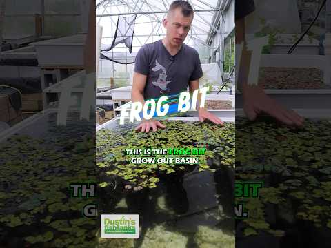 FROG BIT BASIN Frog Bit basin has some Tilapia that do a great job of eating the Duckweed. This cleans out the Frog