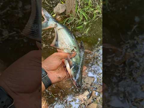 Fishing का सबसे बड़ा Surprise! 🎣 | You Won’t Believe This Fish😮 !! #fishing #facts #infoknow