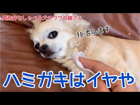 おしゃべり ペット