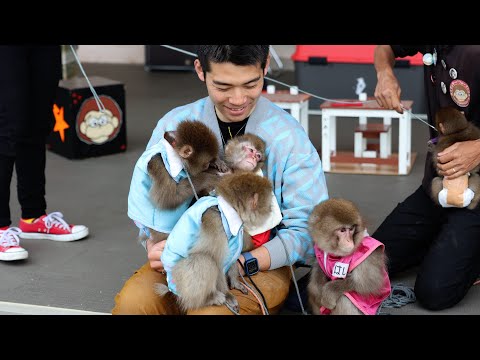 お猿さんのトレーナーやってるけど「モンキーエンターテーメント」で猿にまみれてきました
