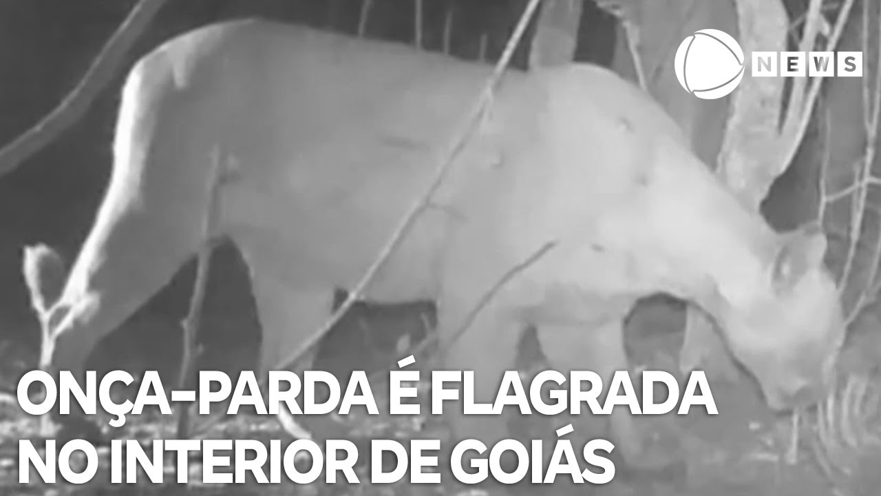 Onça-parda é flagrada caminhando no interior de Goiás