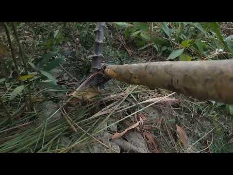 Dụng Cụ nhổ Sắn liên hệ 0967215563. hân hạnh phục vụ bà con